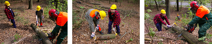 Sch&uuml;lerfirmenarbeit Holzwurm